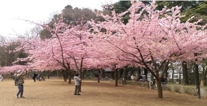 公園　林試の森公園（公園）まで692m