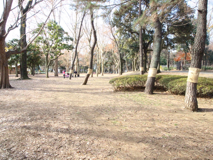公園　ウエルシア世田谷千歳台店（公園）まで523m