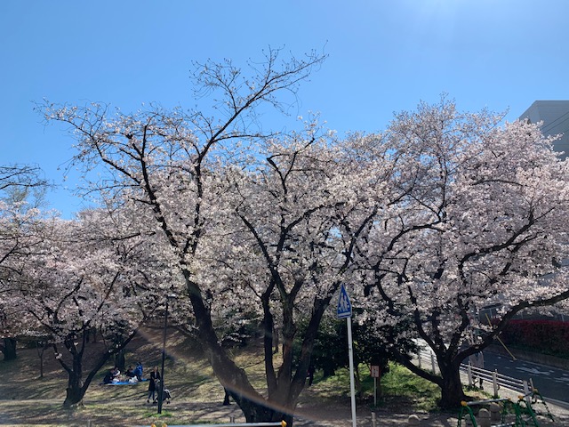 その他　目の前の公園は春になると桜が綺麗です。