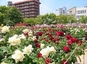 公園　ばら公園（公園）まで594m