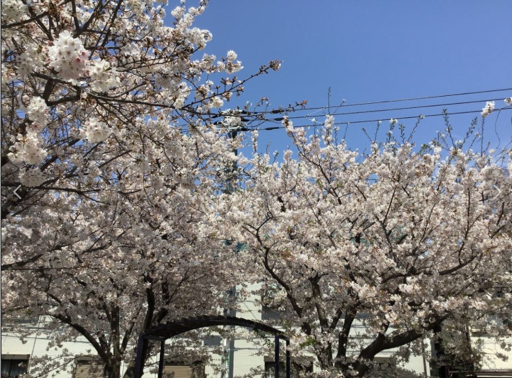 公園　本町さくら公園（公園）まで451m