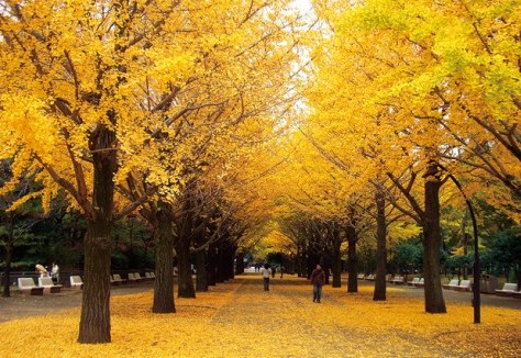 公園　光が丘公園イチョウ並木（公園）まで1237m