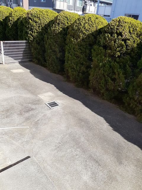 庭
