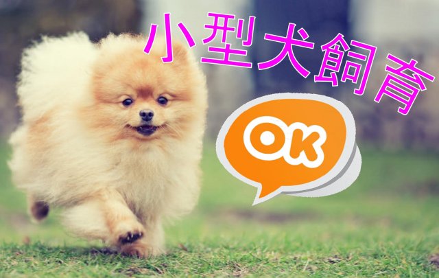 その他　小型犬飼育OK！