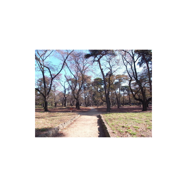 公園　大宮公園（公園）まで290m