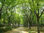 公園　靱公園（公園）まで873m