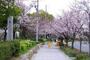 その他　毛馬桜ノ宮公園（その他）まで450m