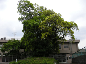 役所　横山事務所（役所）まで870m