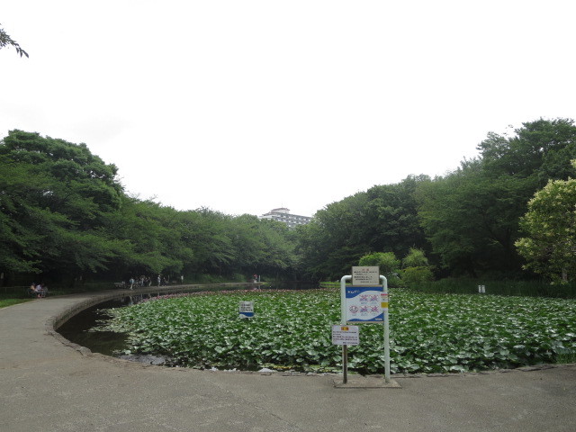公園　せせらぎ公園（公園）まで955m