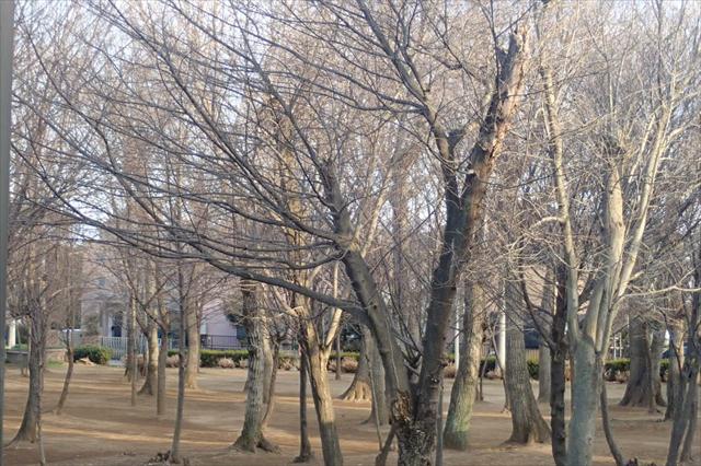 公園　宮内緑地公園（公園）まで539m