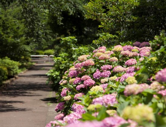 公園　蛇崩川緑道（公園）まで803m