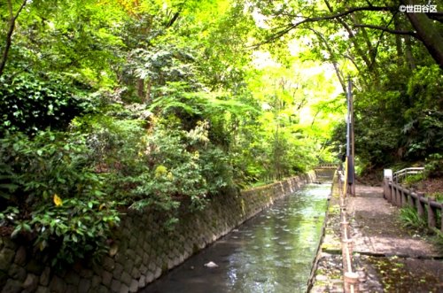 公園　等々力渓谷公園（公園）まで1311m