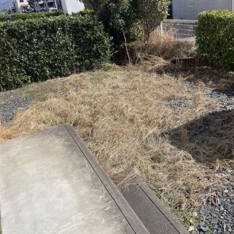 庭