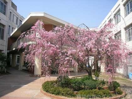 中学校　洛南中学校（中学校）まで300m