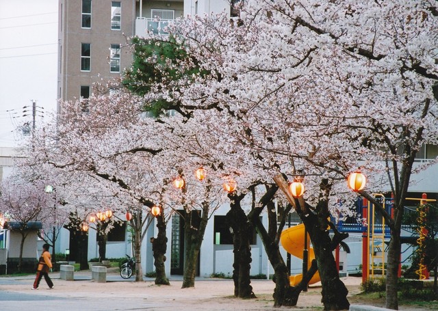 その他共有部分　夜桜
