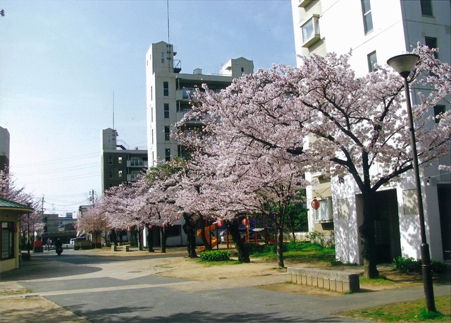 その他共有部分　春には桜