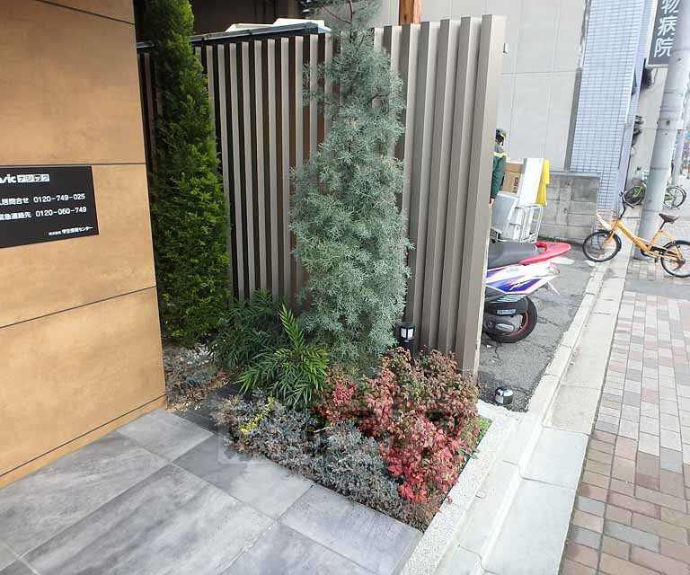 庭　外観に可愛く緑を植えてます
