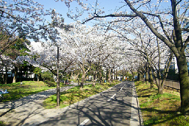 公園　仙台堀川公園（公園）まで895m
