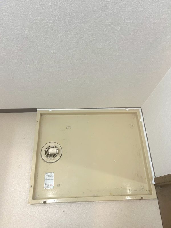 サラセニアのその他写真