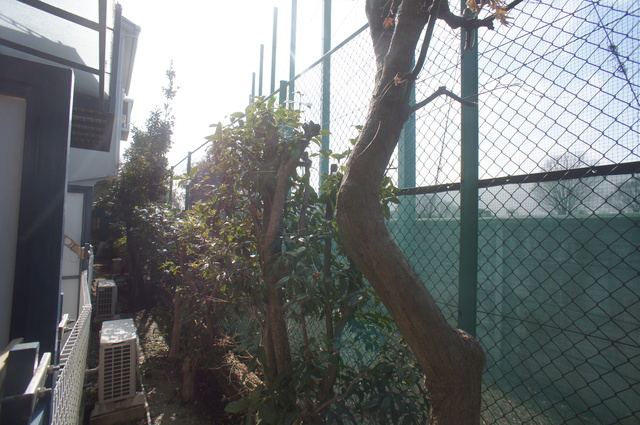 眺望　お部屋前には緑があるので、心癒されますね☆