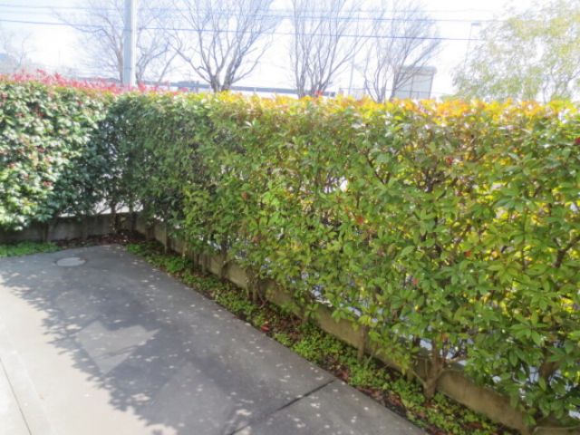 庭