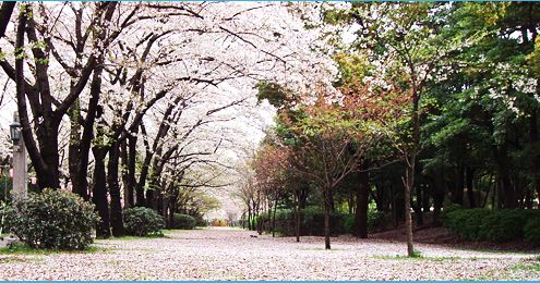 公園　辰巳の森緑道公園（公園）まで30m
