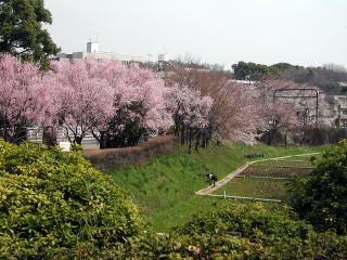 公園　駒場野公園（公園）まで550m