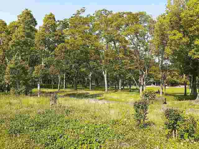 公園　藤沢台公園（公園）まで219m