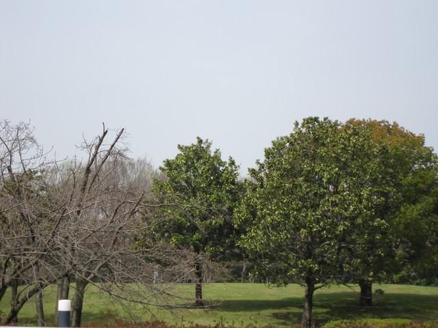 公園　神代植物公園（公園）まで500m