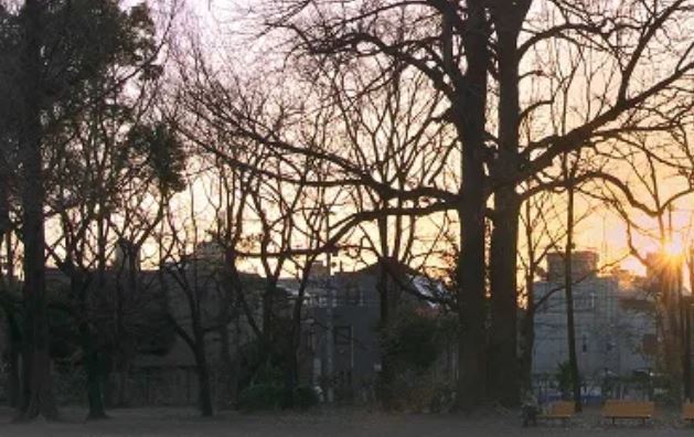 公園　都立林試の森公園南門（公園）まで217m