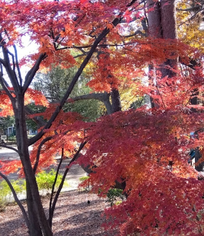 【パレ・ソレイユ上北沢の公園】