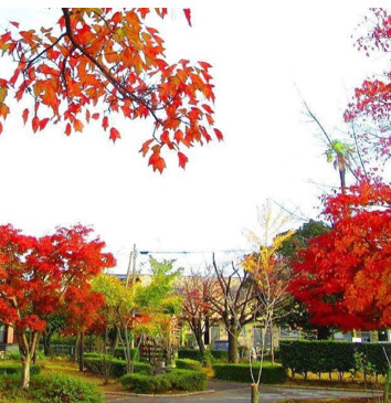公園　紅葉ケ丘公園（公園）まで2498m