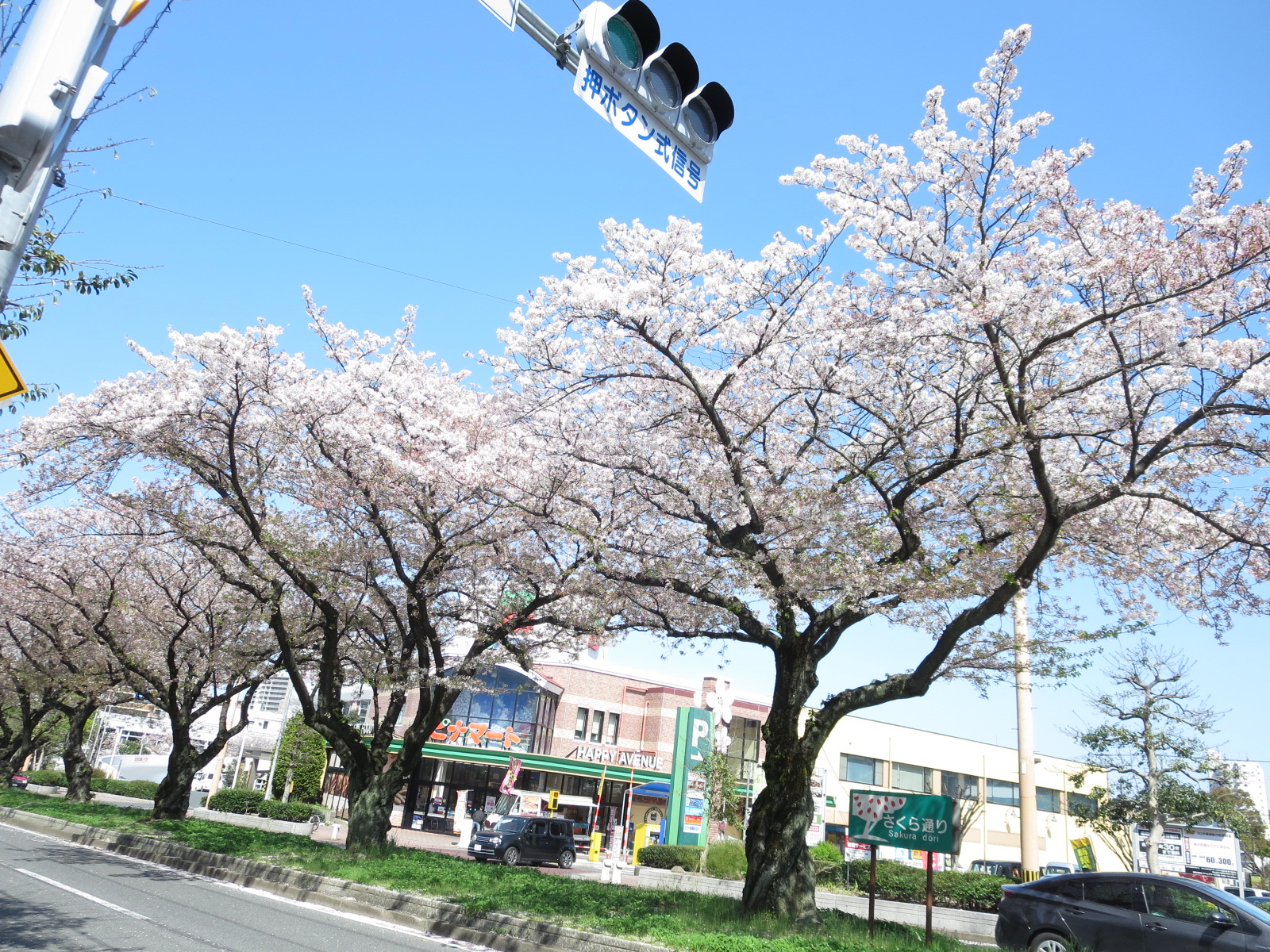 その他　春は桜が綺麗です