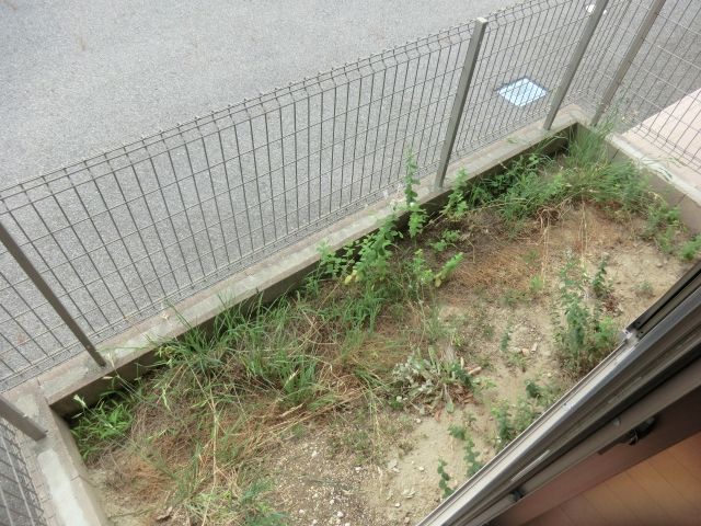 庭