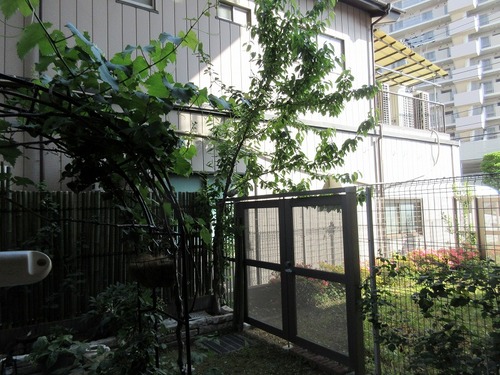庭　専用庭　別角度１　※2026年5月の写真