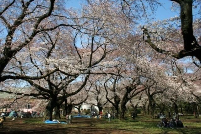 公園　小金井公園（公園）まで600m