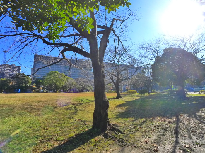 公園　稲毛東公園（公園）まで240m
