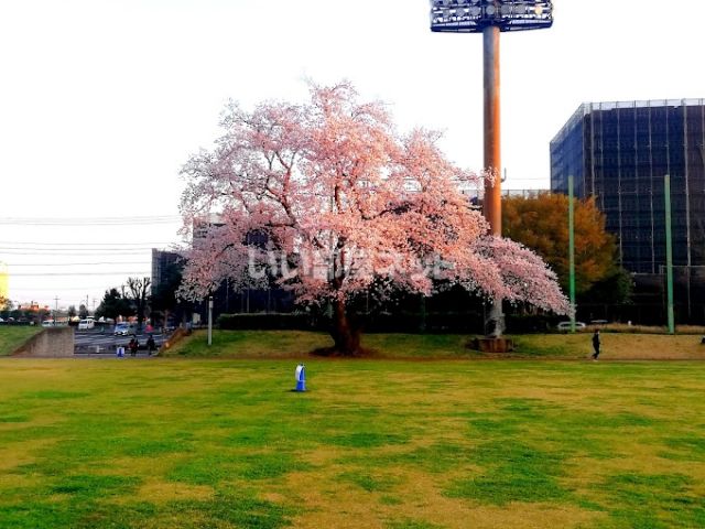 【ひたちなか市石川町のマンションの公園】