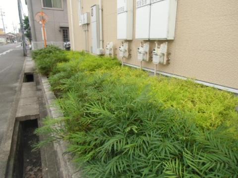 庭　庭