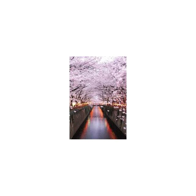 その他　目黒川の春の桜は見事です