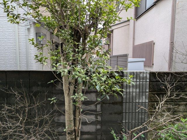 庭