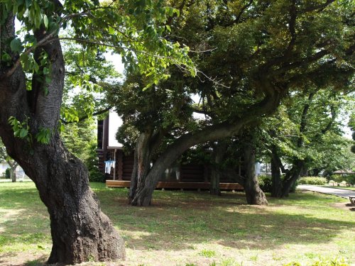 公園　柏葉公園（公園）まで1590m