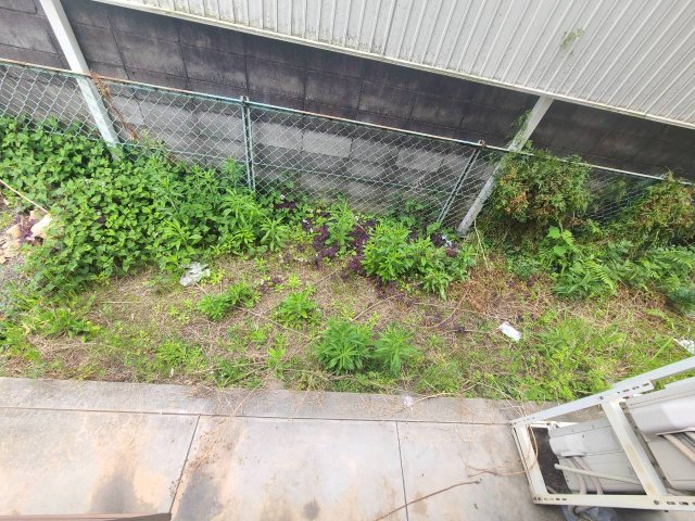 庭