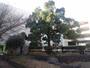公園　新しきを知る公園（公園）まで853m