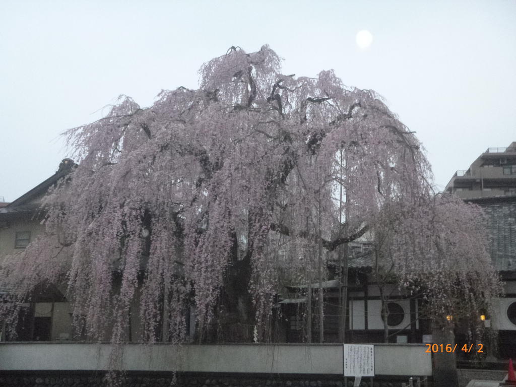 眺望　南側にあるお寺の桜