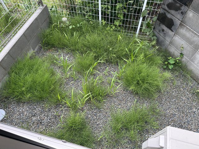 庭
