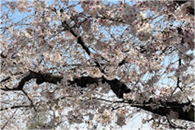 公園　安中町五丁目公園（公園）まで590m