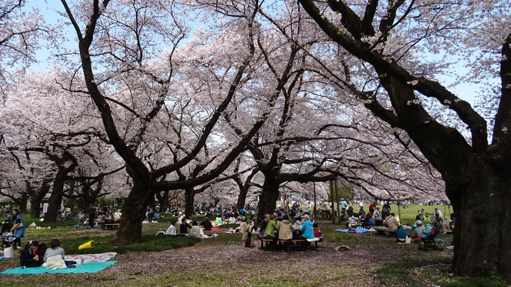 公園　都立小金井公園（公園）まで200m
