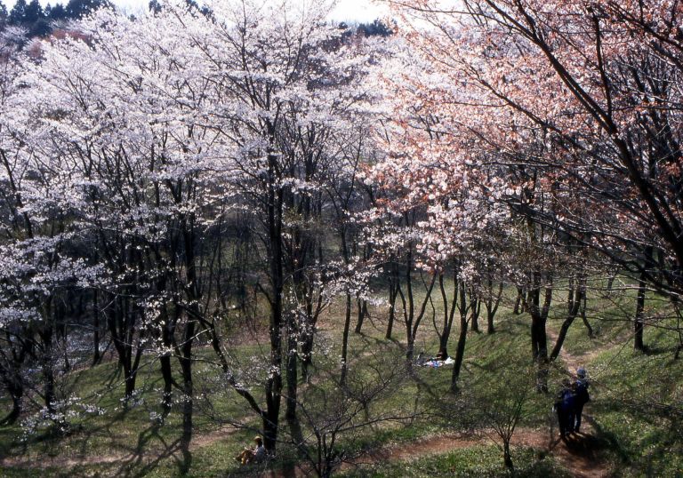 公園　都立滝山自然公園（公園）まで793m