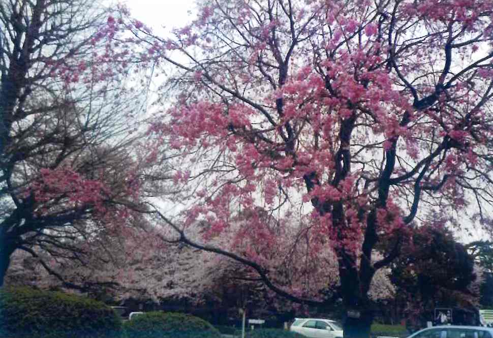 大学・短大　国立一橋大学（大学・短大）まで1321m